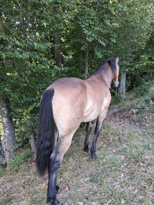 Mânz de 1 an și 5 luni