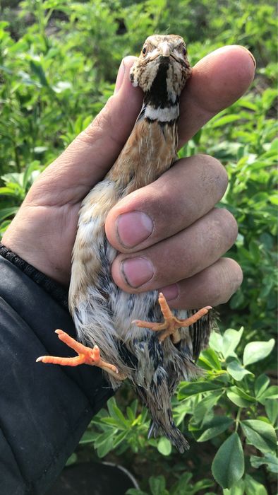 Продам перепелок поющих