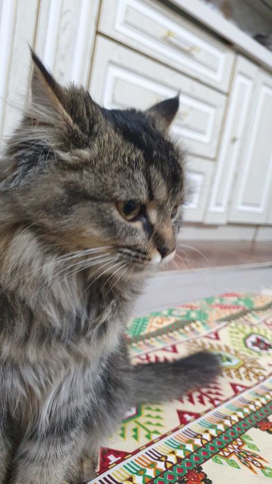 Sibrski mushuk sotiladi