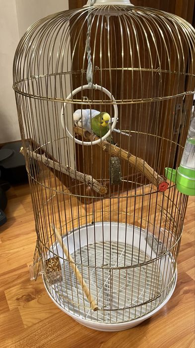 Волнистые попугайчики с клеткой