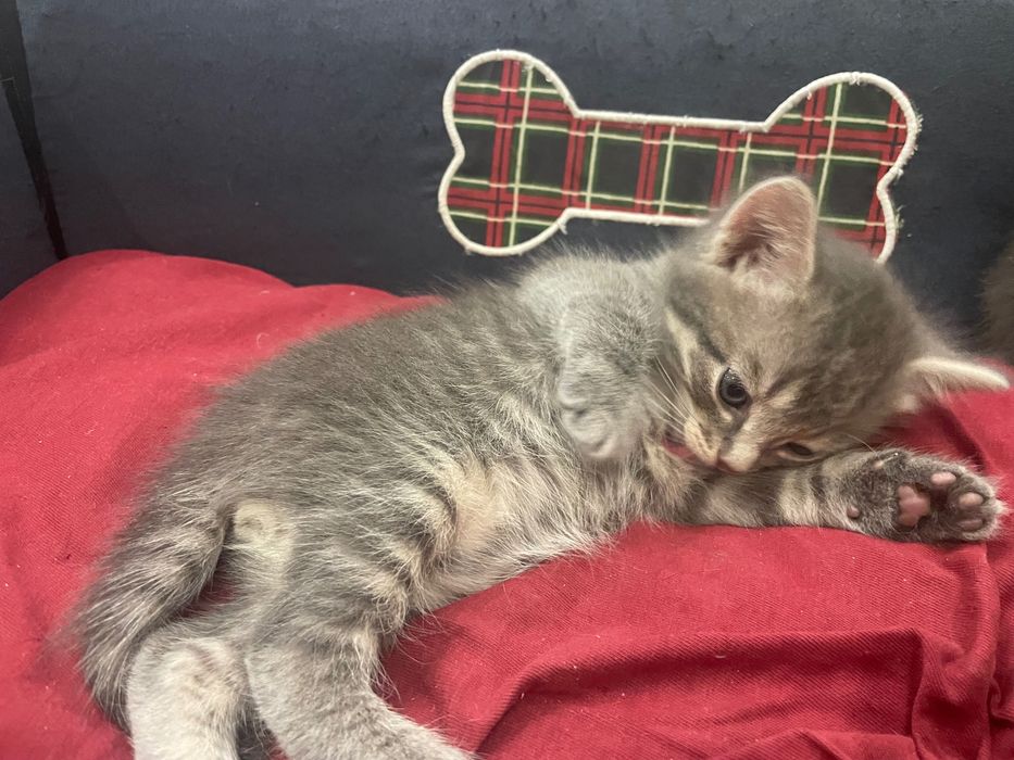 Котята бесплатно
