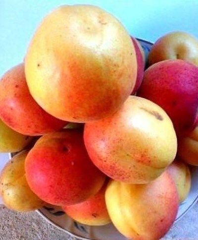 Кучатлар, дарахтдар мевали