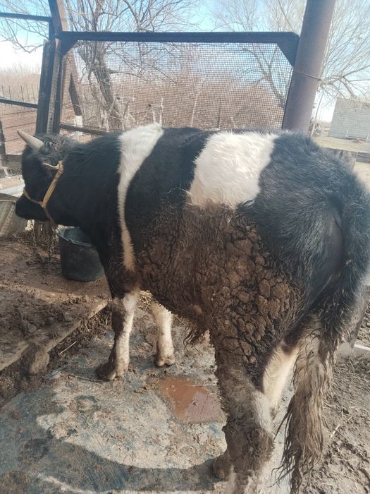 1,5 жасар өгізше