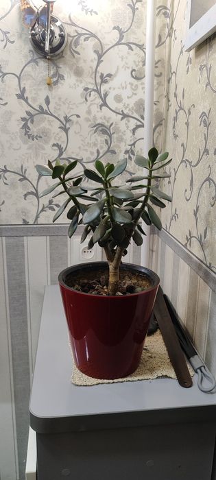 Домашний Цветок толстяка