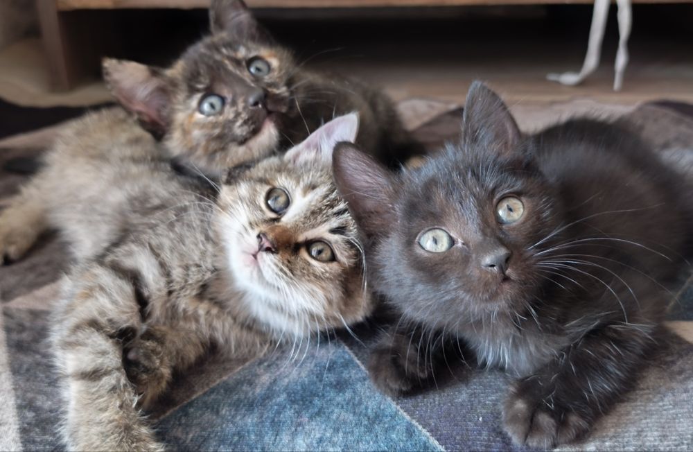 Отдам бесплатно котят