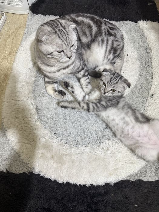 Продам котенка 6 месяцев