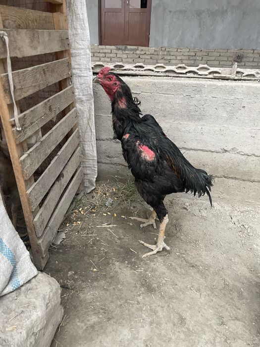 Azolarning fotosuratlari yaqin