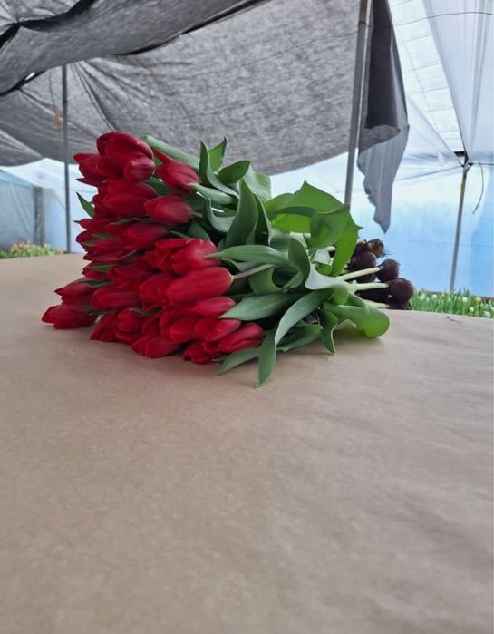 Оптом тюльпаны, тюльпаны галланские оптом и в розницу,