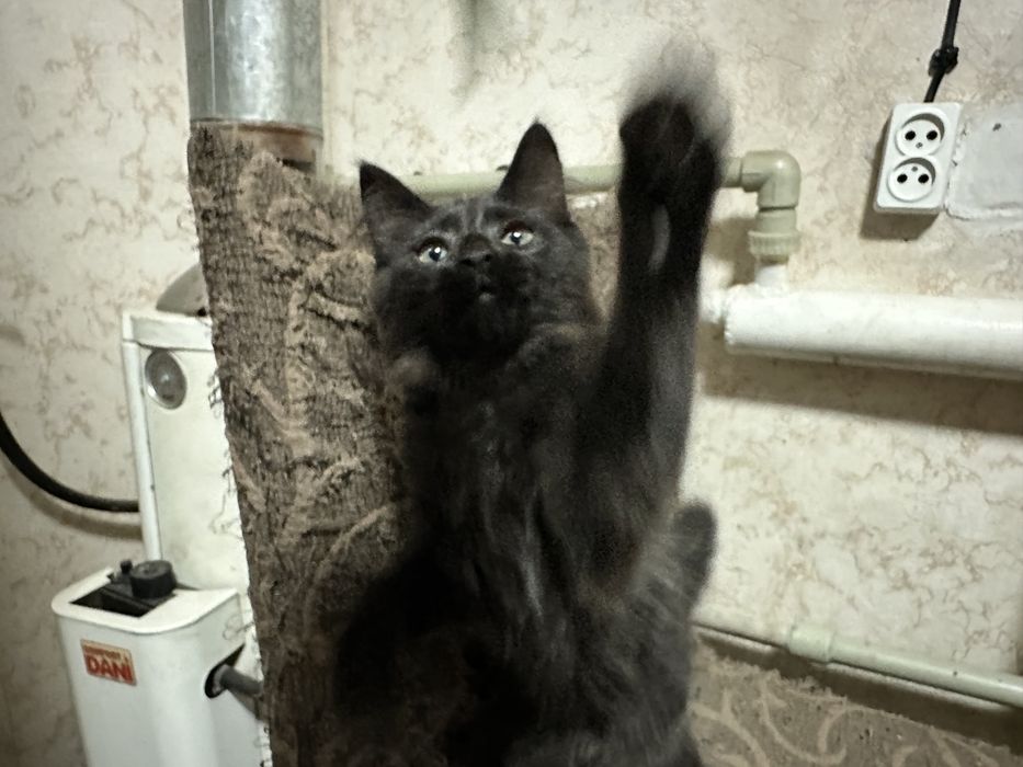 Отдадим котят в хорошие руки
