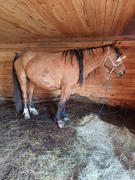 Продам кобылу 5 лет