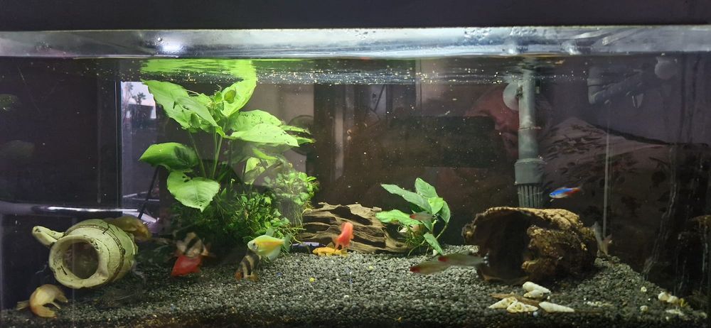 Acvariu pesti de 70litri