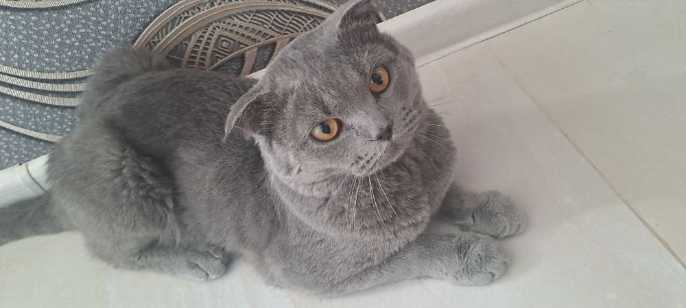 Веселоухая шатланская кошка