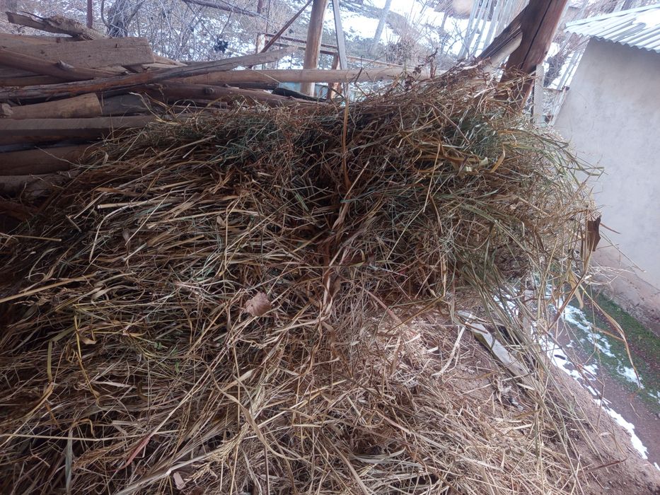 Боглик пичон сотилади. Нархи келишади