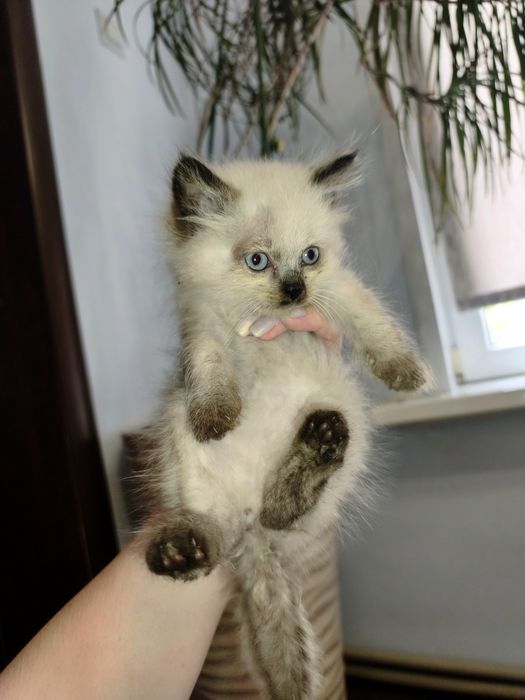 Сиамский пушистый котенок ищет дом