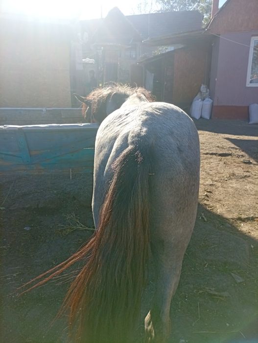 Vând un manz de doi ani ,l am prins la căruță de doua ori