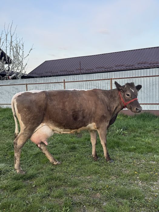 Vacă 6 ani, gestanta in doua luni.