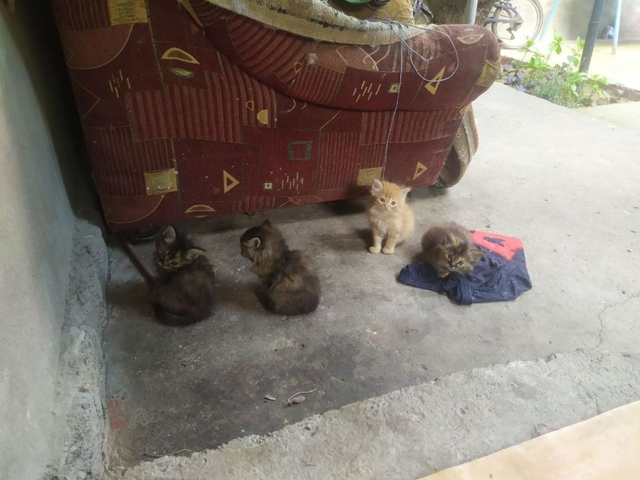 Отдам котят в добрые руки