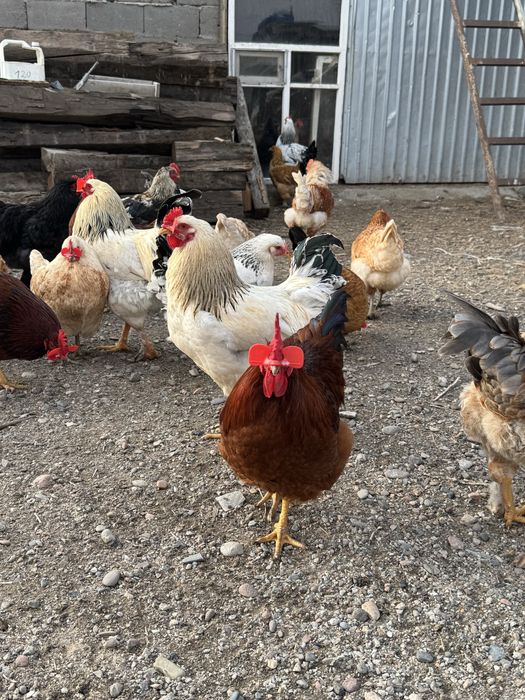 Қораздар, Петухи