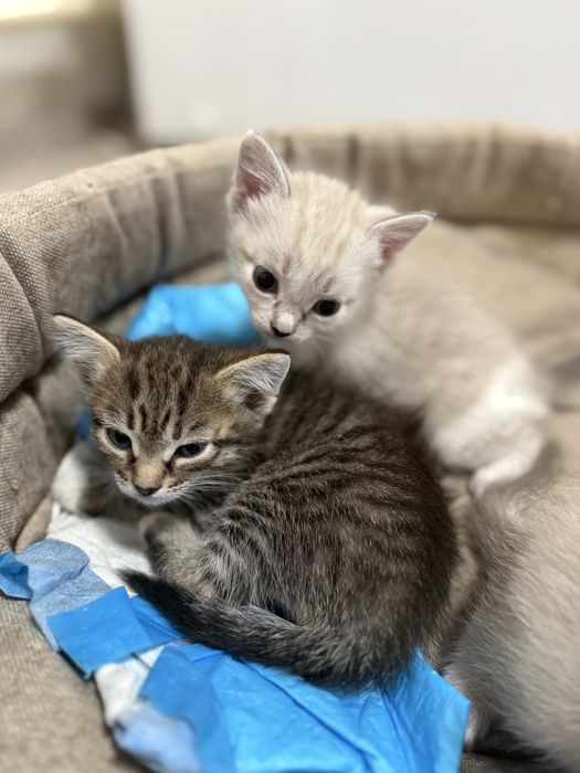 отдадим котят девочек