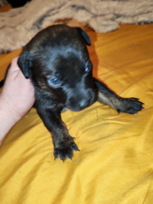 Отдаём щенков стафорда в добрые руки.