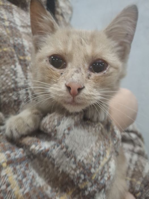 Отдадим котёнка в добрые руки
