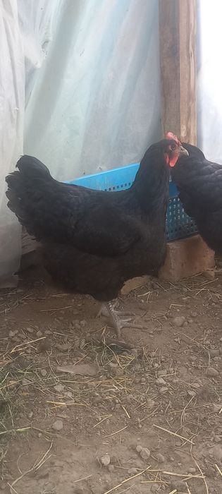 Продам чёрных кур Крупные жирные