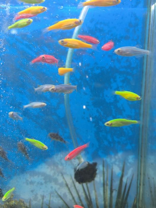 Данио цветные по 300 тенге