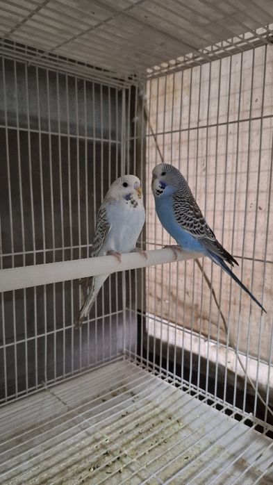 Волнистый тўтиқуш