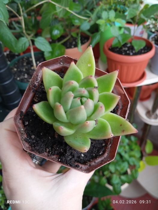 Продам цветы комнатные