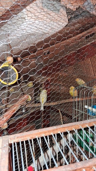 Продавам канарчета