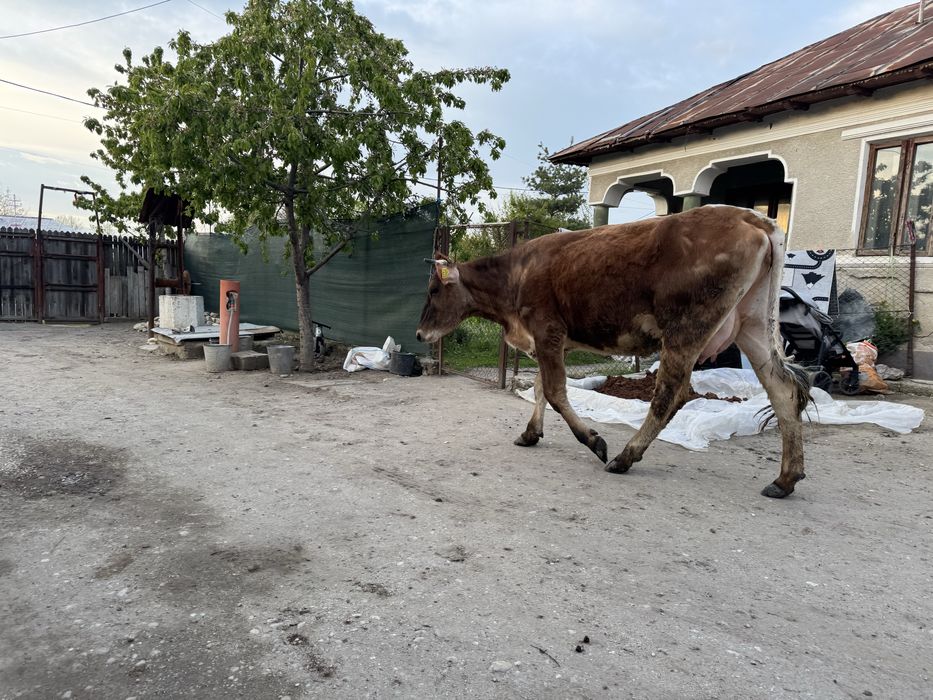 Baltata romaneasca Vaca