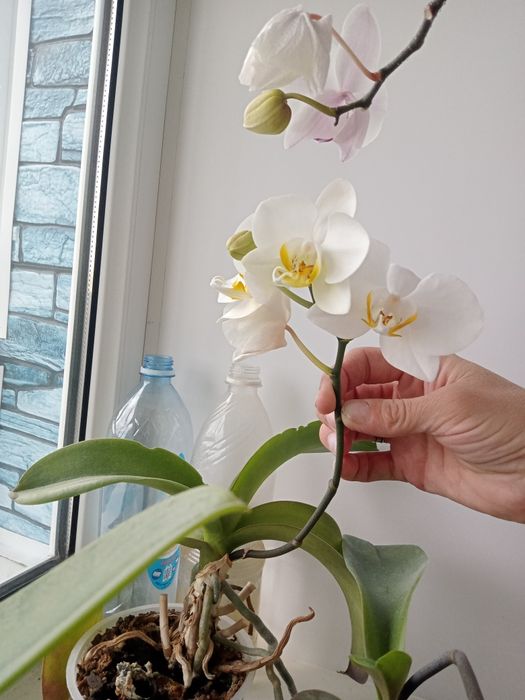 Орхидеи 7000 цветут