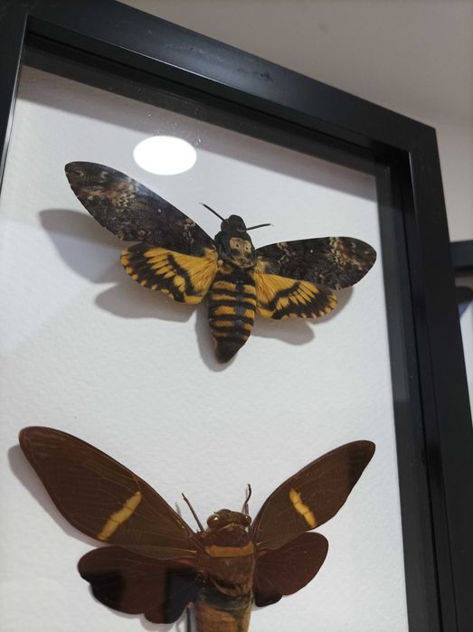 Пеперуди в рамка