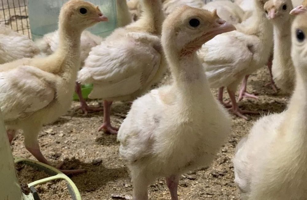 Индюшата хайбрид конвертер в Петропавловск