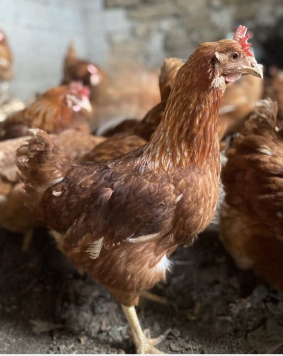 Vand gaini rosii ouatoare bune pentru productia de oua dar si pentru c