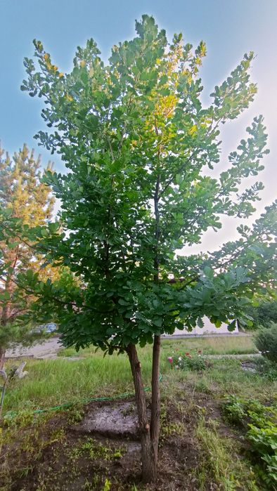 Продам дачу в районе Ахмирово