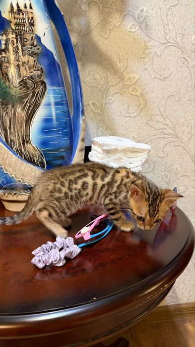 Бенгальский котенок