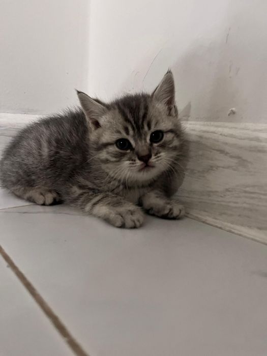 Котята симпатичные