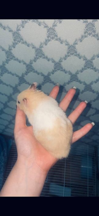 Продам хомячков сирийских