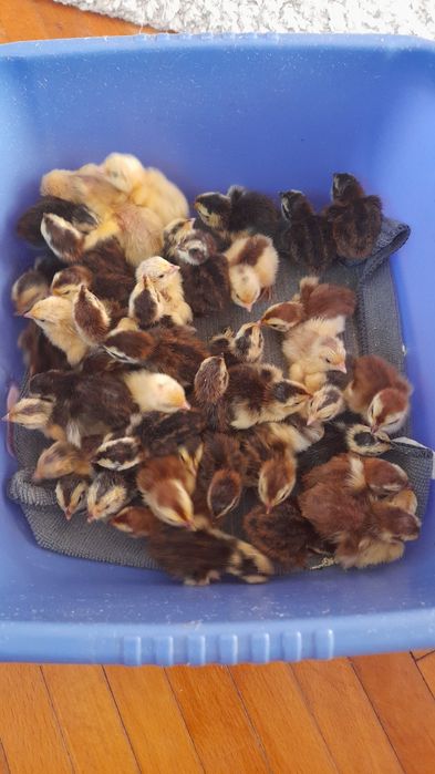 Pui prepelita Celadon au o zi