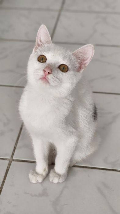 Котенок в добрые руки, девочка
