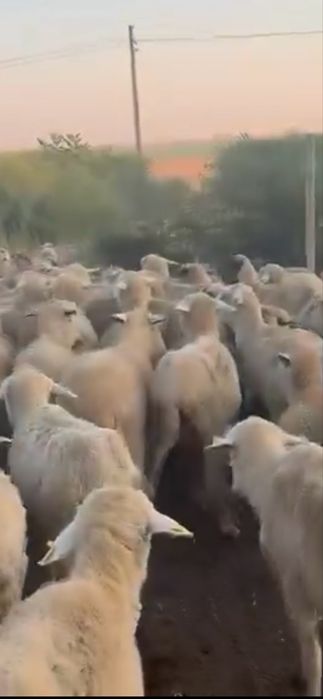 200 oi de taiat de vanzare