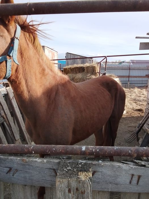Бие сатылады. Срочно сатылады