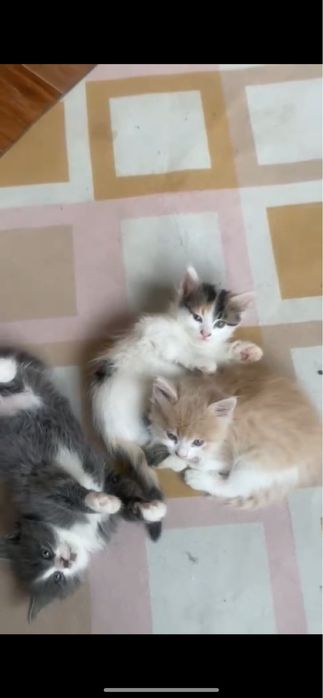 Милые котята ищут новый дом