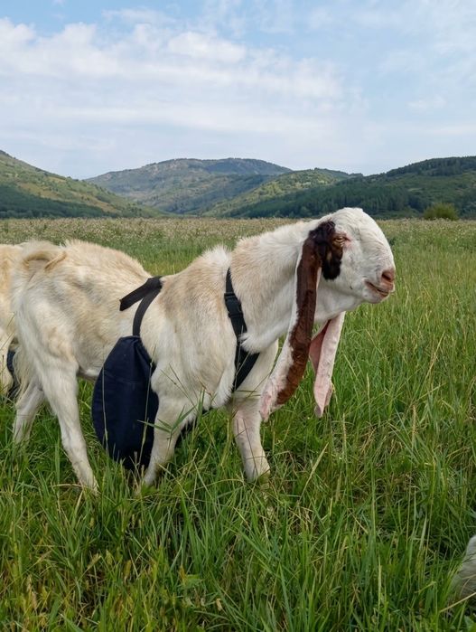 Гулаби козел, крупный,