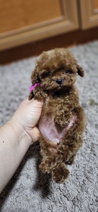 Прадаётся девочка Ред браун мини