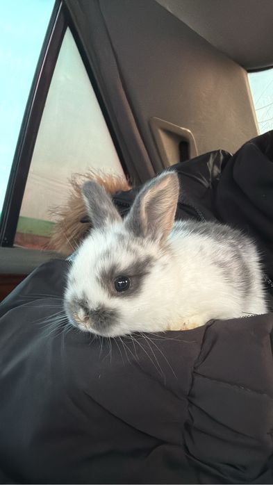 3 апталық көжек кіп кішкентай.