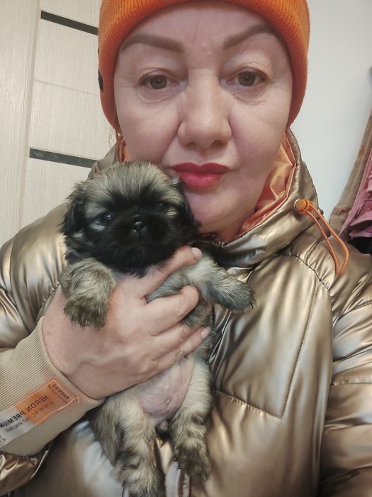 Продаются щенки пикинеса.