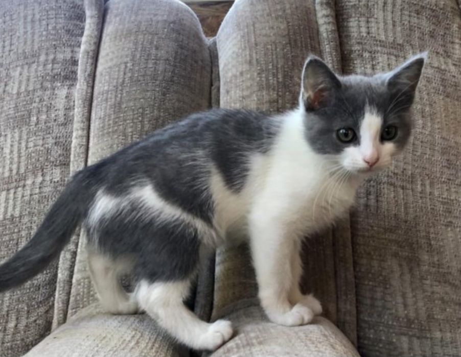 Стерилизованная девочка, нет года