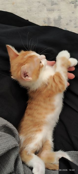 Котя в добрые руки, мальчик
